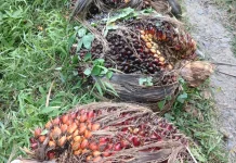 Harga TBS Kelapa Sawit di Aceh Utara Kembali Stabil, Petani Sambut Positif