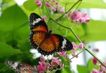 Dibalik Sayapnya yang Indah, Ini Fakta Unik Kupu-Kupu yang Jarang di Ketahui
