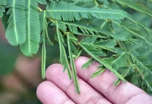 Bukan Sekadar Menutup Daun, Ini Fakta Unik Tanaman Putri Malu