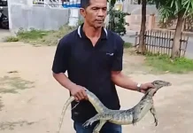 Damkar Lhokseumawe Evakuasi Biawak Masuk Rumah Warga dengan Cepat