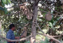 Musim Panen Durian di Desa Batu Delapan Aceh Utara, Harga Mulai Rp 20 Ribu per Buah