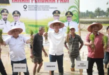 Pimpin Tanam Padi Perdana Pasca Bencana, Sekda Aceh : Jaga Stabilitas Pangan