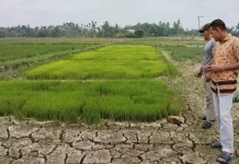 Sekitar 150 Hektar Sawah di Cot Girek Kekeringan, Petani Terancam Gagal Tanam