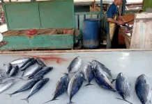 Harga Ikan di Lhokseumawe Mulai Stabil, Nelayan Bersyukur Cuaca Mendukung