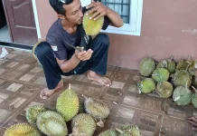 Musim Durian Tekan Penjualan Buah Lain di Lhokseumawe