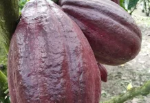 Perawatan Intensif Dongkrak Hasil Kakao Petani Nisam