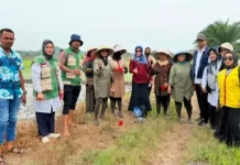 DKPPP Lhokseumawe Dukung Tanam Perdana Padi Berbasis PM-AAS di Muara Satu