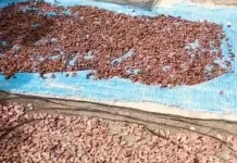 Harga Kakao di Aceh Utara Turun, Petani Berharap Pasar Dunia Kembali Membaik