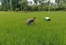 Perjuangan Babinsa dan Petani Membersihkan Gulma di Lahan Padi