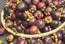 Panen Raya Manggis di Aceh Utara, Harga Pasar Capai Rp10 Ribu per Kilogram