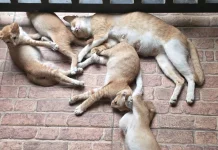 Tanggapan Pakar Tentang Aktivitas Kucing yang Tidur