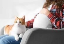 Mitos atau Fakta, Ibu Hamil tidak Boleh Dekat Kucing?