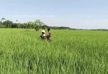 Babinsa Bantu Petani Bersihkan Gulma