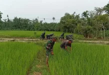 Petani bersama Babinsa Membersihkan Gulma di Batang Padi