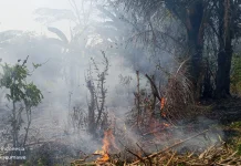 Kebakaran Lahan Panggoi Berhasil Dipadamkan tanpa Korban Jiwa