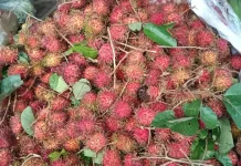Puncak Panen, Harga Rambutan Aceh Turun Menjadi Rp8.000 per Kilogram