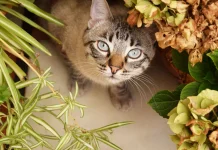 Aroma yang Mengganggu hingga Berisiko bagi Kesehatan Kucing