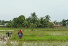 Babinsa Dampingi Petani Siapkan Awal Musim Tanam