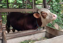 Peternak di Lhokseumawe dan Aceh Utara Mulai Beralih Memelihara Sapi Simmental