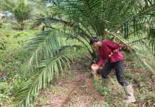 Petani Sawit di Simpang Keramat Intensifkan Pemupukan Pascahujan