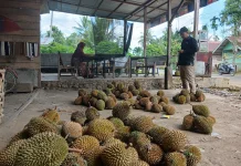 Durian Kuta Makmur Aceh Utara Laris Diburu, Panen sampai akhir Agustus
