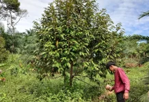 Pasca Panen, Petani Durian Aceh Utara Intensifkan Pemupukan