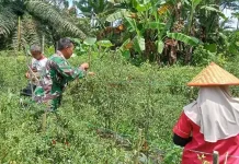 Babinsa Turun Langsung Dampingi Panen Cabai Petani Langkahan