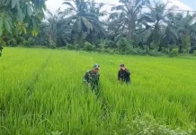 Babinsa Terjun Bebaskan Padi dari Hama Gulma, Mengawal Ketahanan Pangan