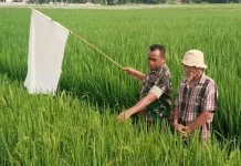 Babinsa Ikut serta Menjaga Padi Petani