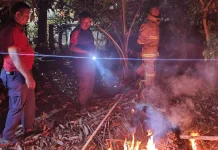 Sarang Tawon Mengancam, Damkar Lhokseumawe Turun Tangan