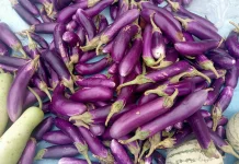 Terong: Si Ungu Serbaguna yang Kaya Manfaat dan Cerita Lezat di Dapur