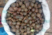 Jengkol, Si Bau Khas yang Tetap Dicari dan Digemari Banyak Orang