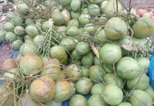 Kelapa, Buah Serbaguna yang Menghidupi Dapur dan Ekonomi Warga