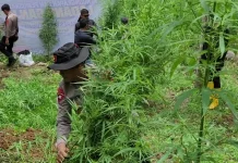 Polres Lhokseumawe Musnahkan Sembilan Titik Ladang Ganja di Aceh Utara