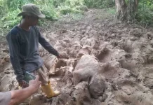 Bayi Gajah Sumatra Ditemukan Mati Prematur di Perkebunan Aceh Timur