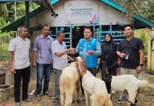 PLN NP UP Arun, Dorong Kelompok Tani Peternak Kambing