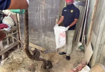 Damkar Evakuasi Ular dari Rumah Warga Alue Raya