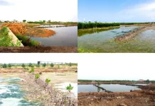 Mangrove Rusak, Apa yang Terjadi pada Pesisir?