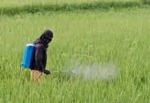 100 Hektare Sawah di Aceh Timur Kembali Produktif dan Hijau