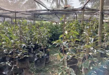 Petani Simpang Kramat Pilih Durian Musang King untuk Dikembangkan
