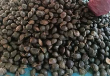 Petani Aceh Utara Panen Jengkol, Harga Tembus Rp8.000 per Kilogram