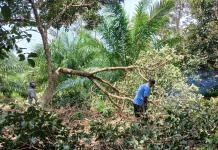 Petani di Aceh Utara Mulai Bersihkan Lahan untuk Tanam Hortikultura