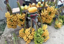 Pisang, Buah Sederhana dengan Segudang Manfaat bagi Kesehatan
