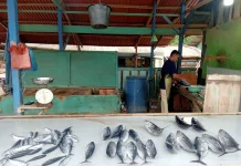 Harga Ikan Tongkol di Lhokseumawe Naik akibat Cuaca Buruk