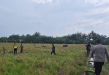 Diduga Tersambar Petir Pria di Tanah Luas Meninggal Dunia