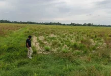 16.276 Hektare Sawah Aceh Belum Tersentuh Pemulihan Pascabanjir