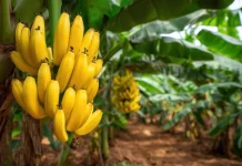 Bukan Sekadar Buah, Pohon Pisang Punya Banyak Kegunaan