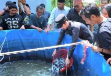 Panen Lele Jadi Jalan Disabilitas Aceh Barat Tinggalkan Mengemis
