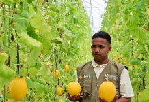 Melon Premium Berbasis IoT Antarkan Miharu Farm Raih Penghargaan