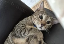 Apakah Kucing Cegukan Obatnya Dikagetin Juga?